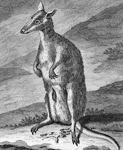 De Bruijn, Dusky Pademelon