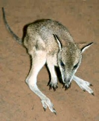 Dusky Pademelon