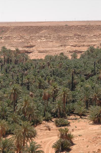 Gheriat el-Garbia, Oasis