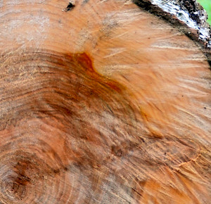 Tree rings from the Viking settlement at Haithabu