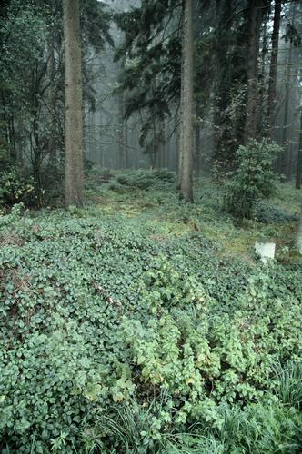 Kneblinghausen, Northwestern wall (2)