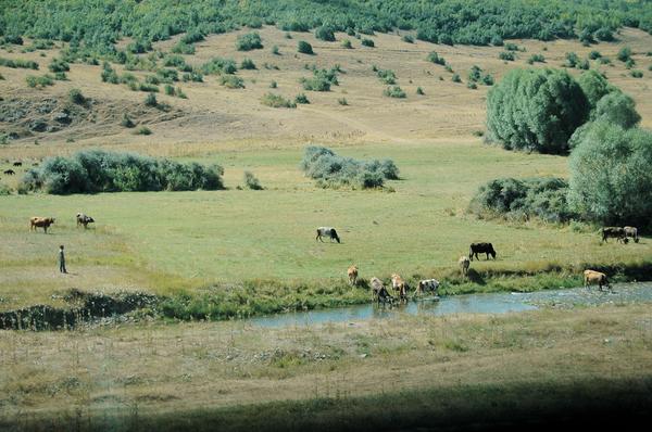 Halys (Kizil Irmak), Upper valley with cattle