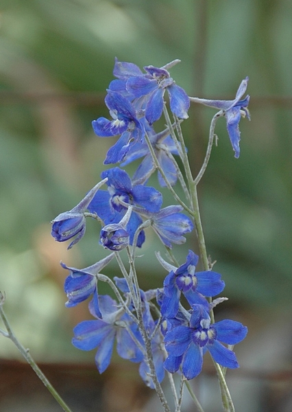 Delphinium Parishii