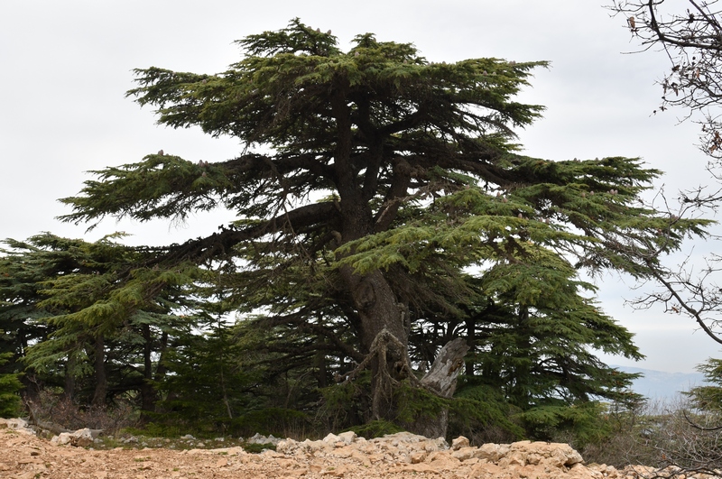 Barouk, Cedar (1)