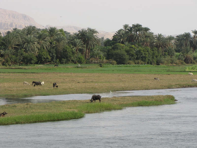 The Nile (3)