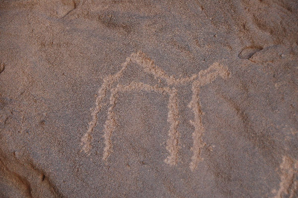 Rock carving of a dromedary